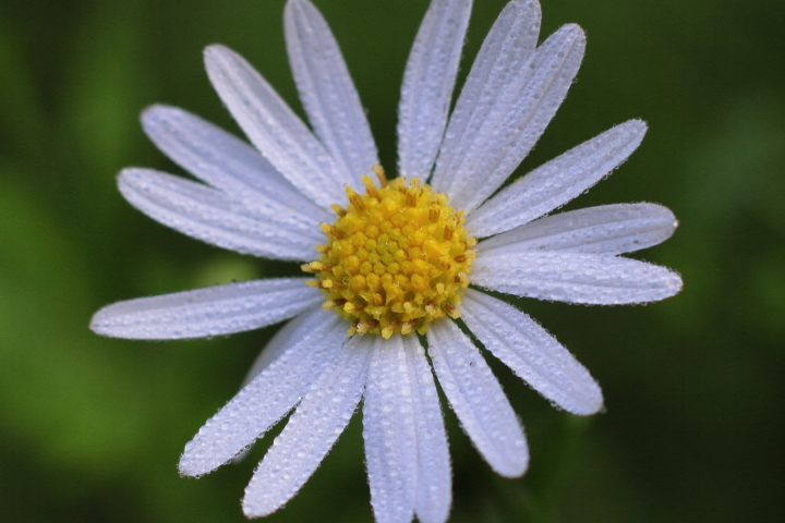 Canon EOS 60D + Canon EF50mm F1.4 USM + Extension Tube EF12II