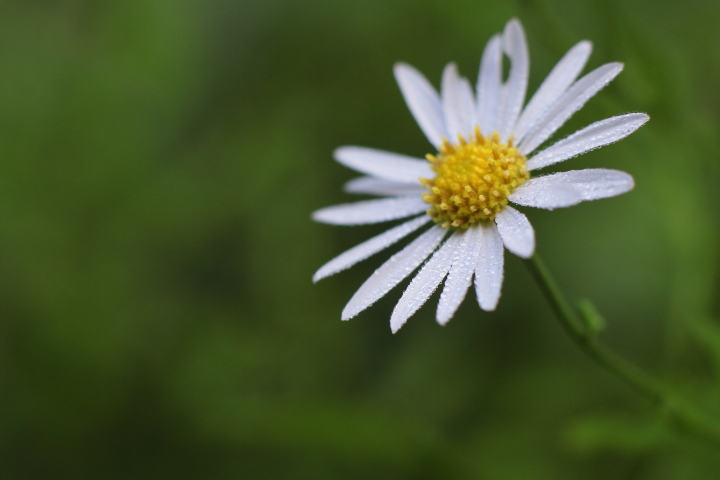 Canon EOS 60D + Canon EF50mm F1.4 USM + Extension Tube EF12II