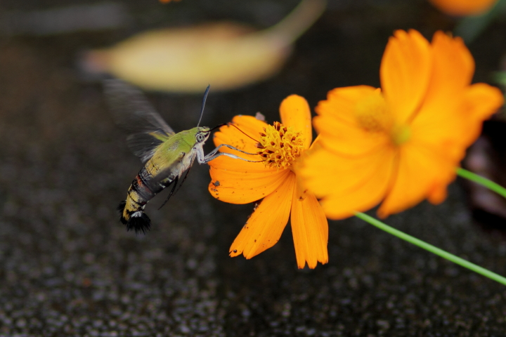 Canon EOS 60D + Canon EF100mm F2 USM