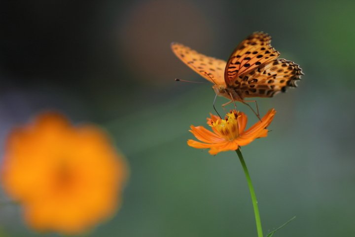 Canon EOS 60D + Canon EF100mm F2 USM