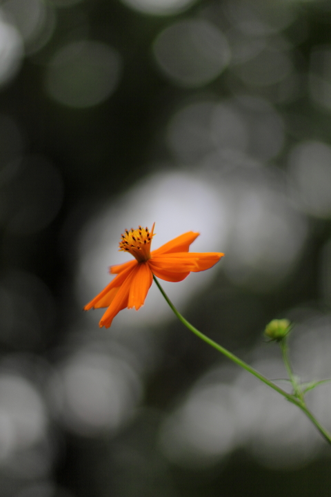 Canon EOS 60D + Canon EF50mm F1.4 USM