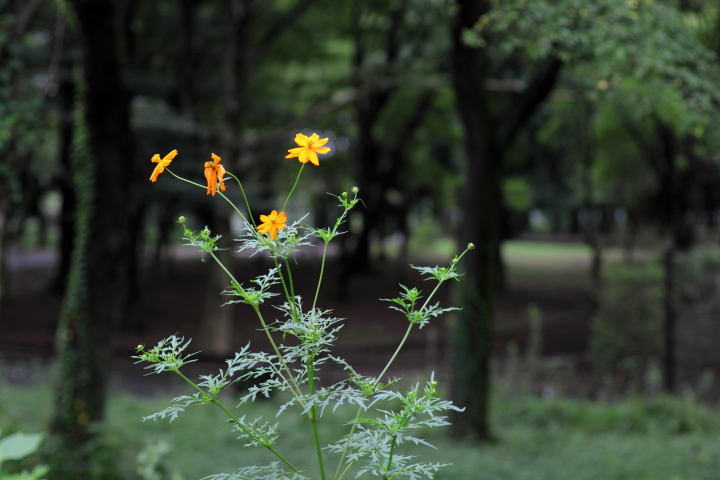 Canon EOS 60D + Canon EF50mm F1.4 USM