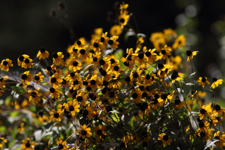 Canon EOS 60D + Canon EF100mm F2 USM