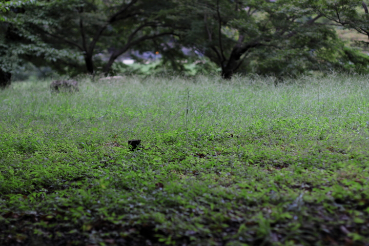 Canon EOS 60D + Canon EF50mm F1.4 USM