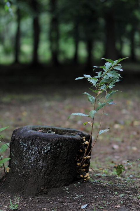 Canon EOS 60D + Canon EF100mm F2 USM