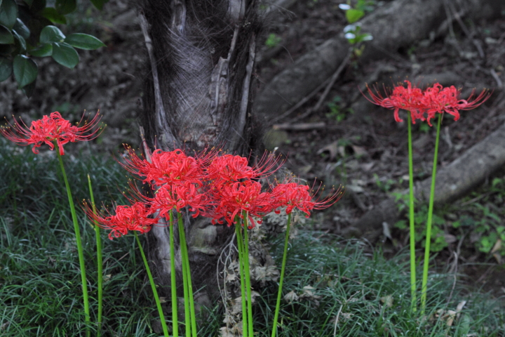 Canon EOS 60D + Canon EF100mm F2 USM