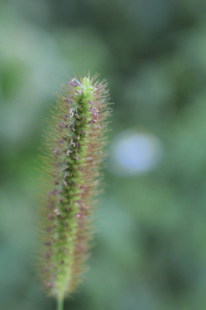 Canon EOS 60D + Canon EF50mm F1.4 USM + Extension Tube EF12II