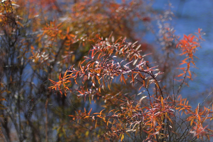 Canon EOS 60D + Canon EF35mm F2