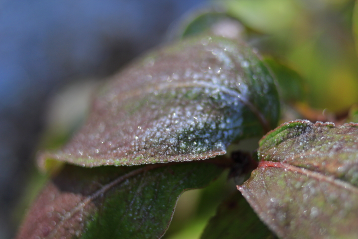 Canon EOS 60D + Canon EF35mm F2