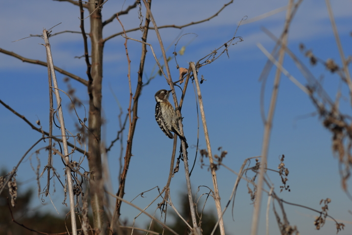 Canon EOS 60D + Canon EF100mm F2 USM