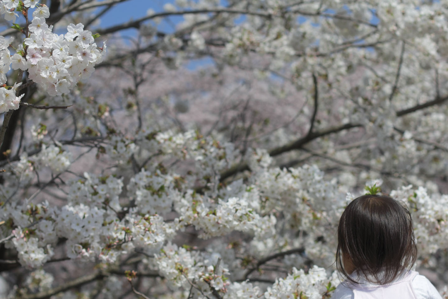 Canon EOS 60D + Canon EF50mm F1.4 USM + Kenko Black Mist No.1