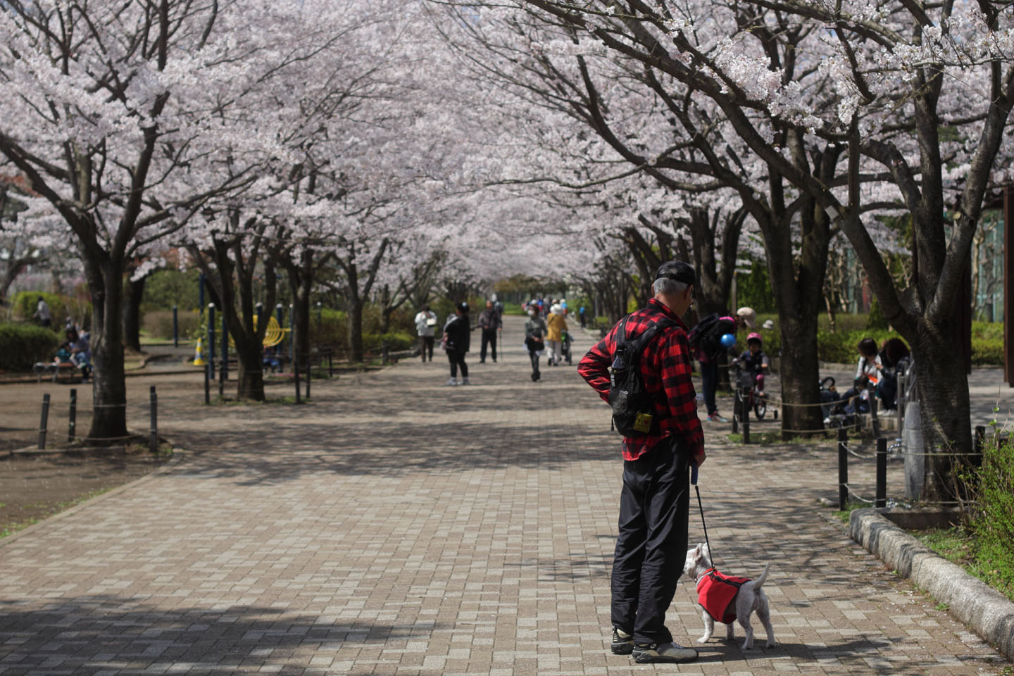 Canon EOS 60D + Canon EF50mm F1.4 USM + Kenko Black Mist No.1