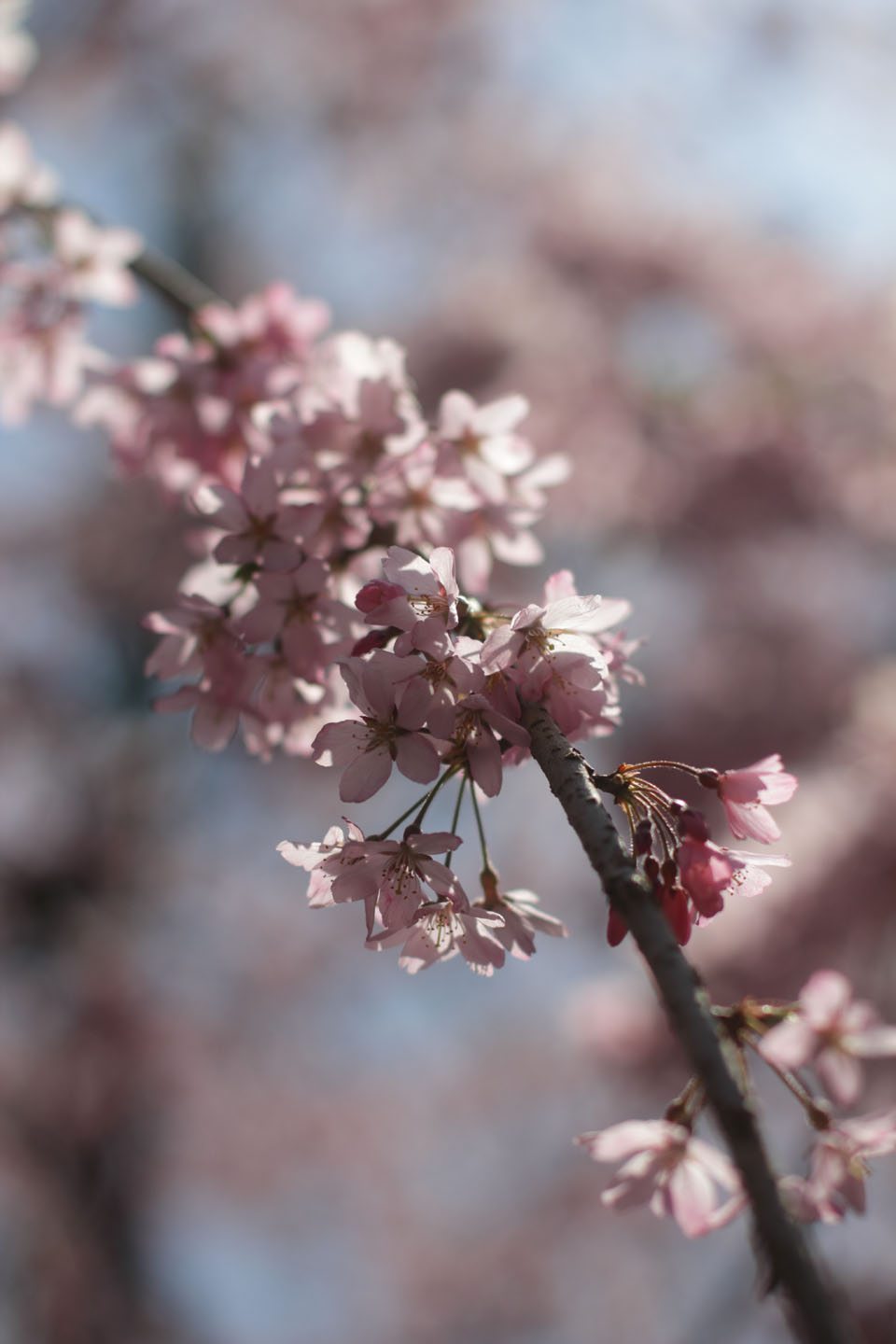 Canon EOS 60D + Canon EF50mm F1.4 USM + Kenko Black Mist No.1