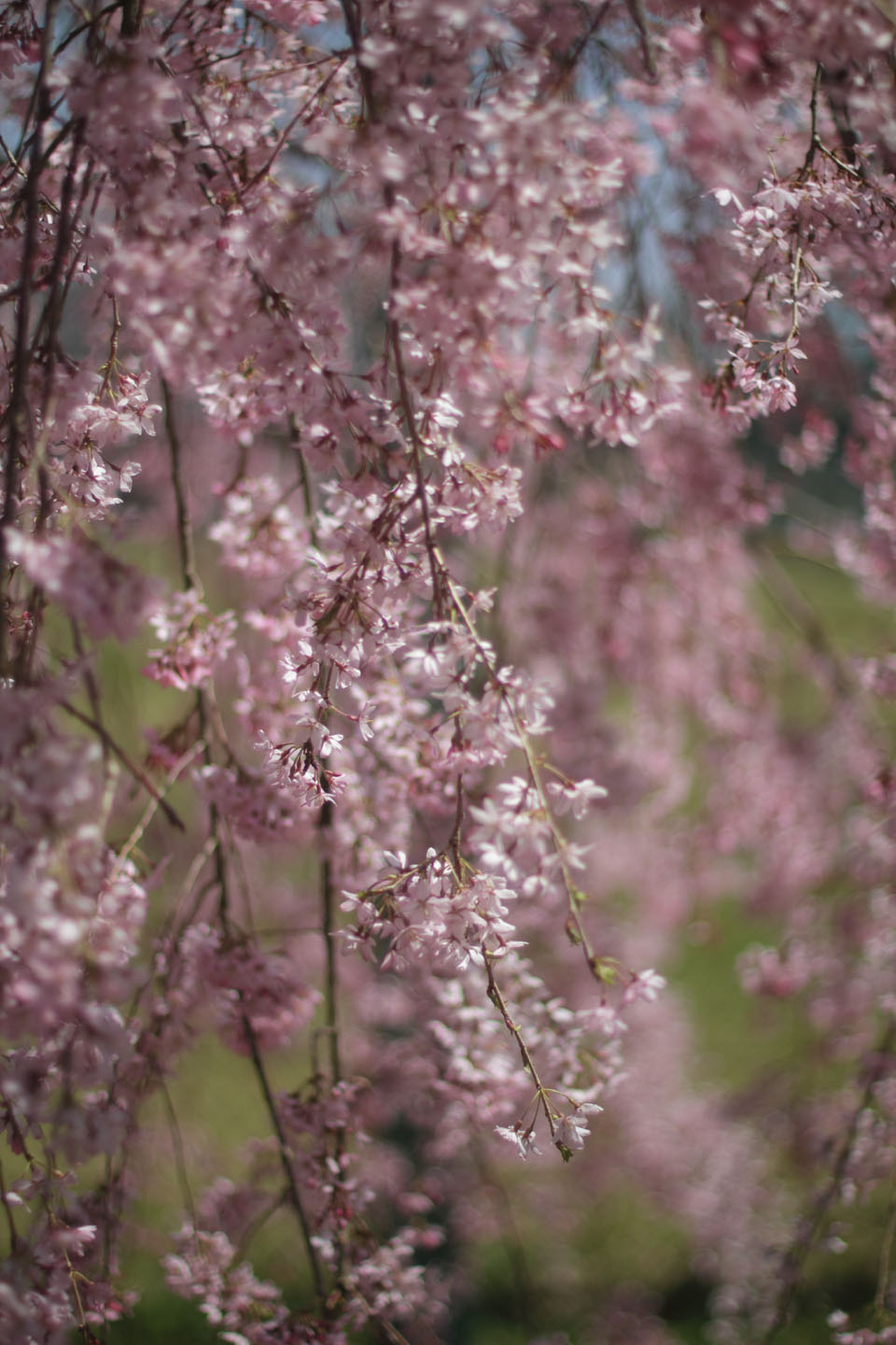 Canon EOS 60D + Canon EF50mm F1.4 USM + Kenko Black Mist No.1