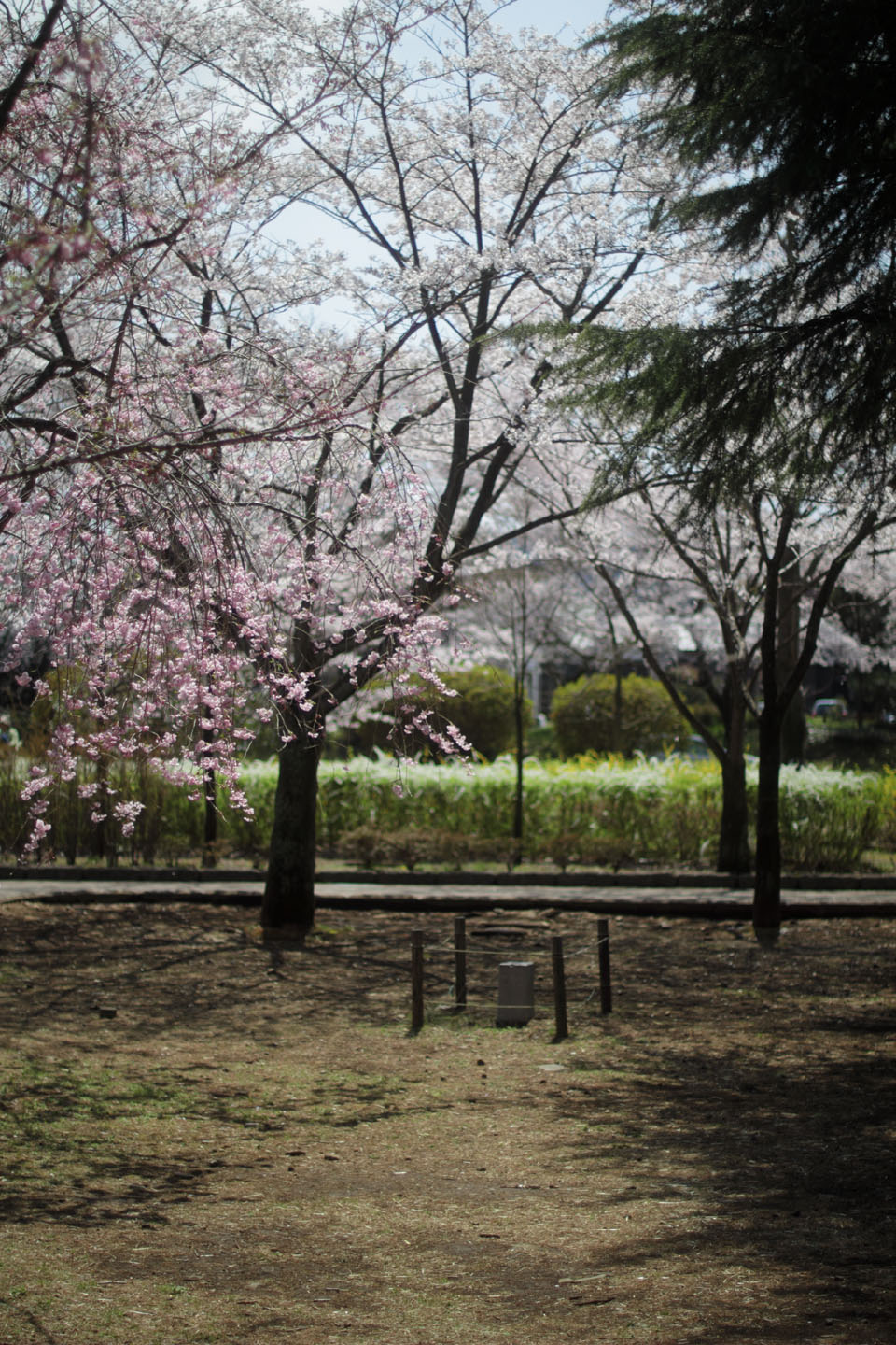 Canon EOS 60D + Canon EF50mm F1.4 USM + Kenko Black Mist No.1