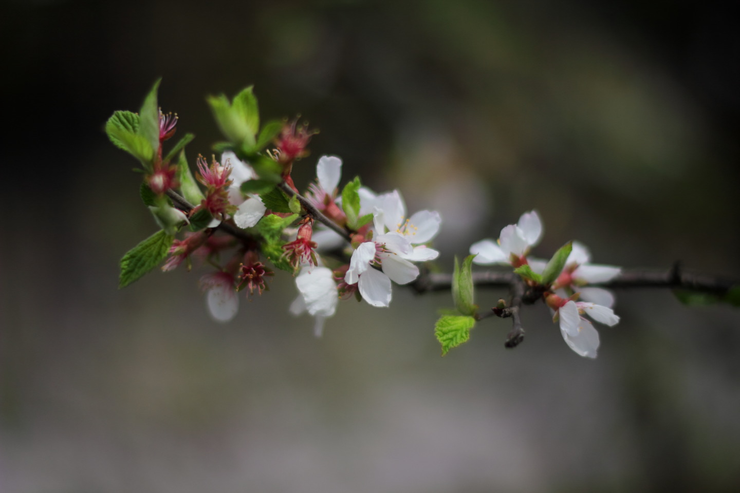 Canon EOS 60D + Canon EF50mm F1.4 USM + Kenko Black Mist No.1