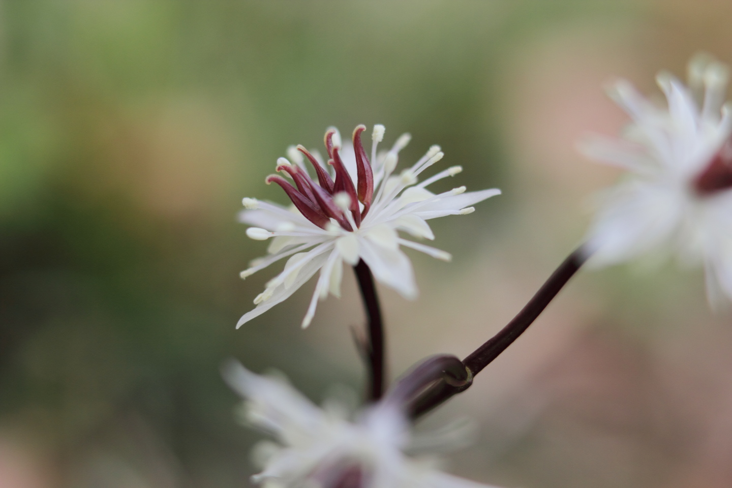 Canon EOS 60D + Canon EF35mm F2 + Extension Tube EF12II