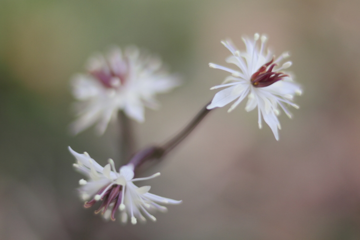 Canon EOS 60D + Canon EF35mm F2 + Extension Tube EF12II