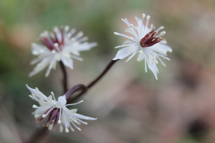 Canon EOS 60D + Canon EF35mm F2 + Extension Tube EF12II