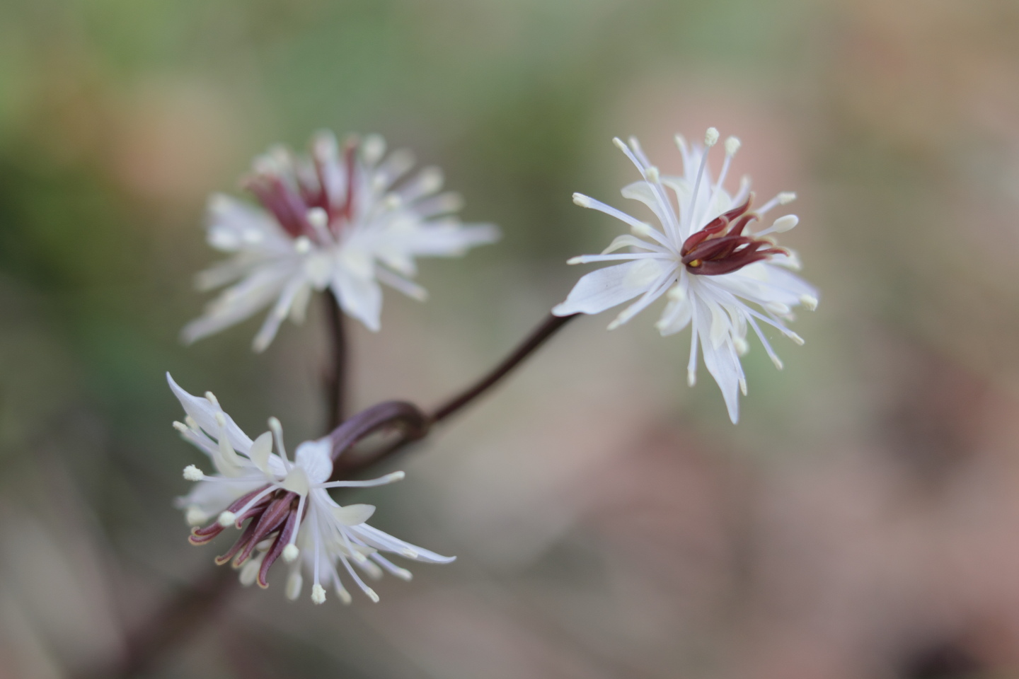 Canon EOS 60D + Canon EF35mm F2 + Extension Tube EF12II