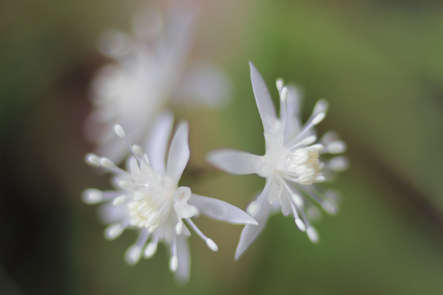 Canon EOS 60D + Canon EF35mm F2 + Extension Tube EF12II