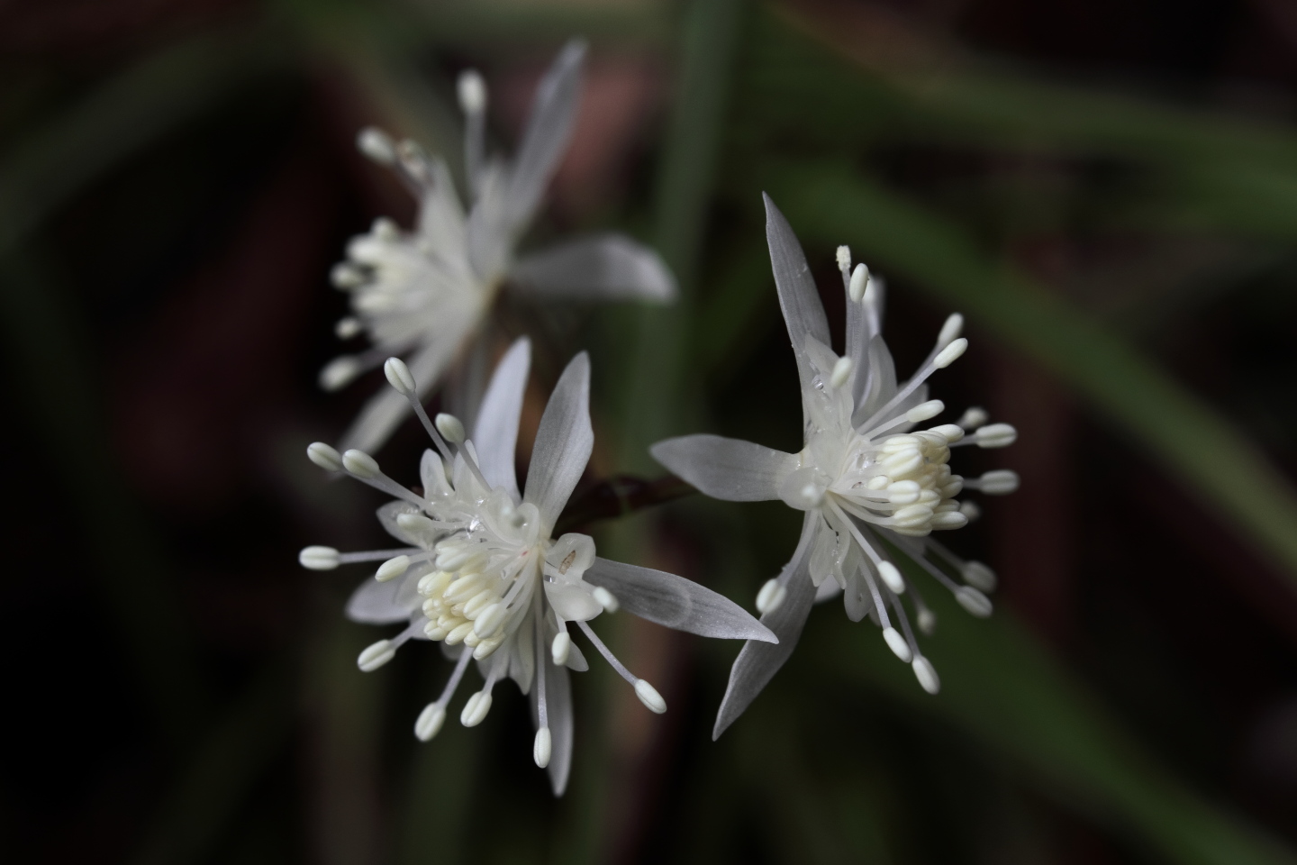 Canon EOS 60D + Canon EF35mm F2 + Extension Tube EF12II