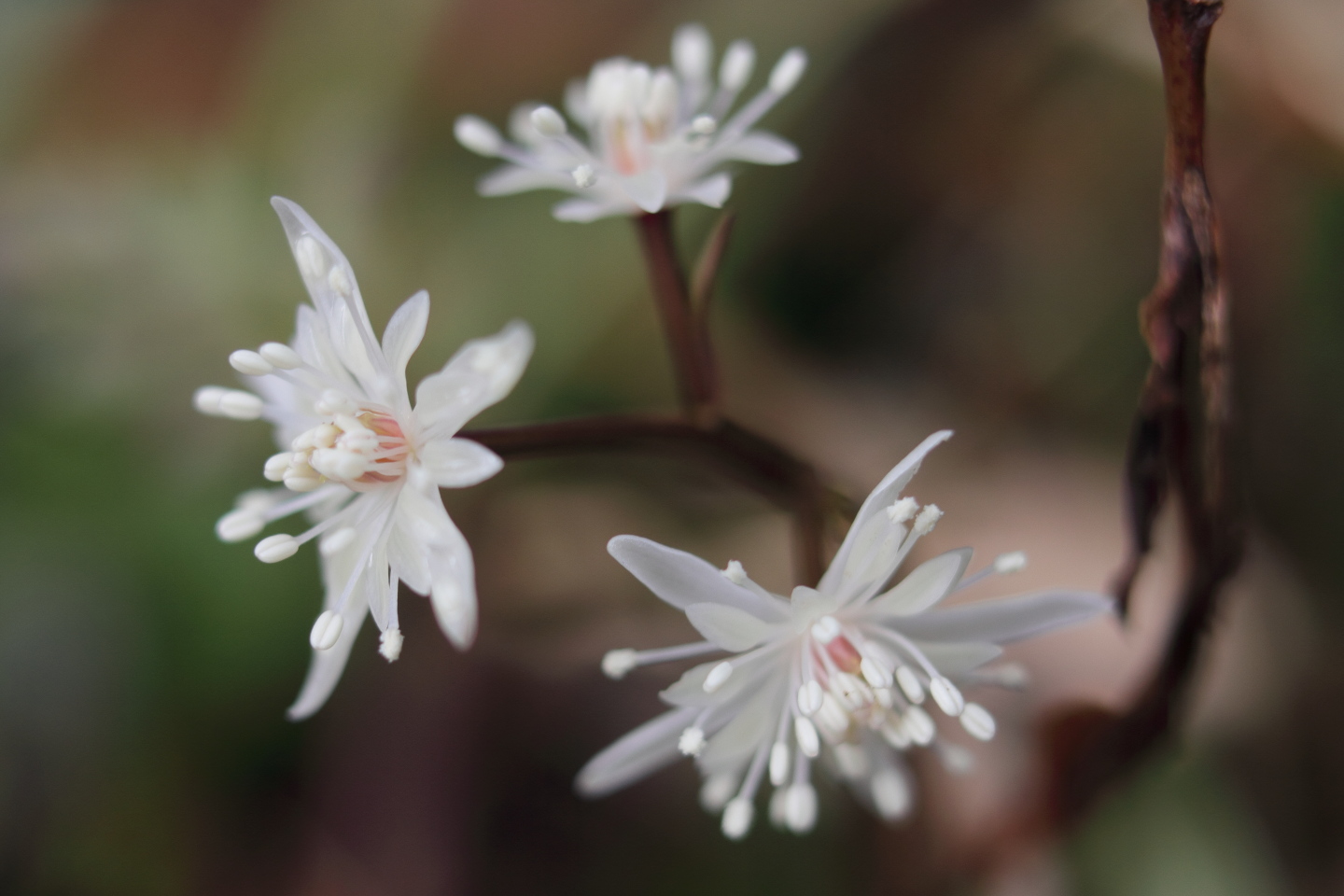 Canon EOS 60D + Canon EF35mm F2 + Extension Tube EF12II