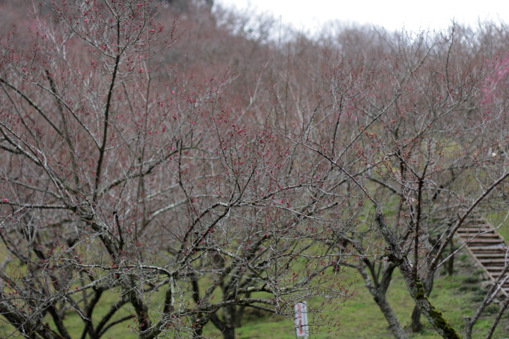 Canon EOS 60D + Canon EF50mm F1.4 USM