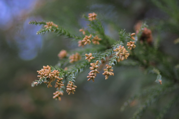 Canon EOS 60D + Canon EF100mm F2 USM