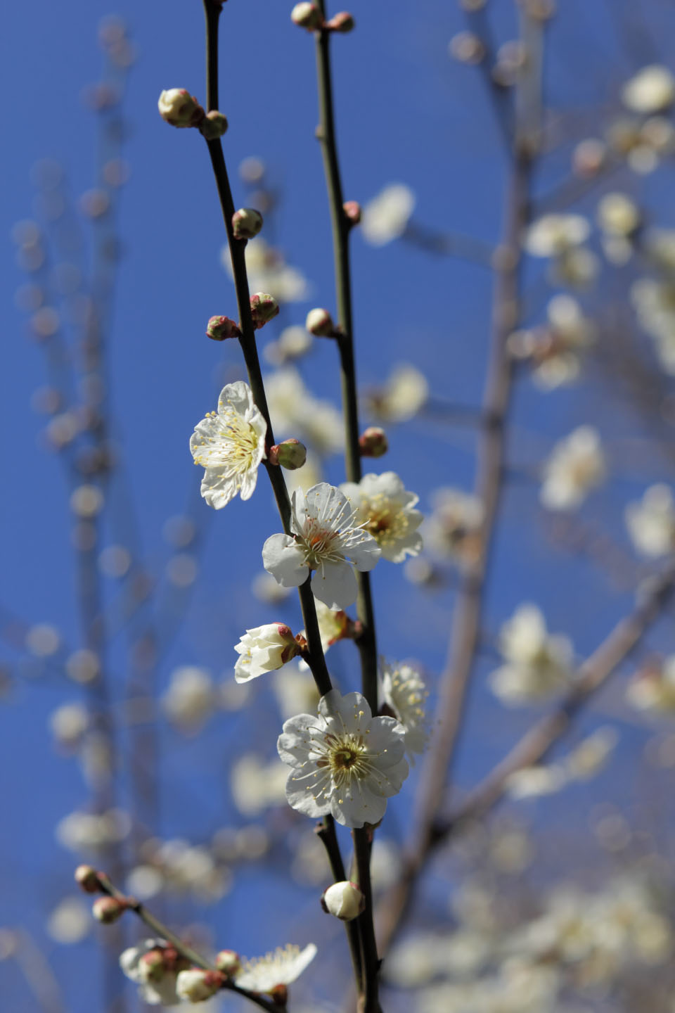 Canon EOS 60D + Canon EF50mm F1.4 USM