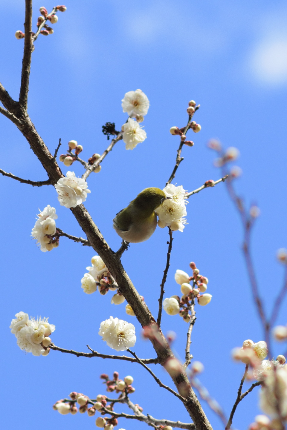 Canon EOS 60D + Canon EF100mm F2 USM