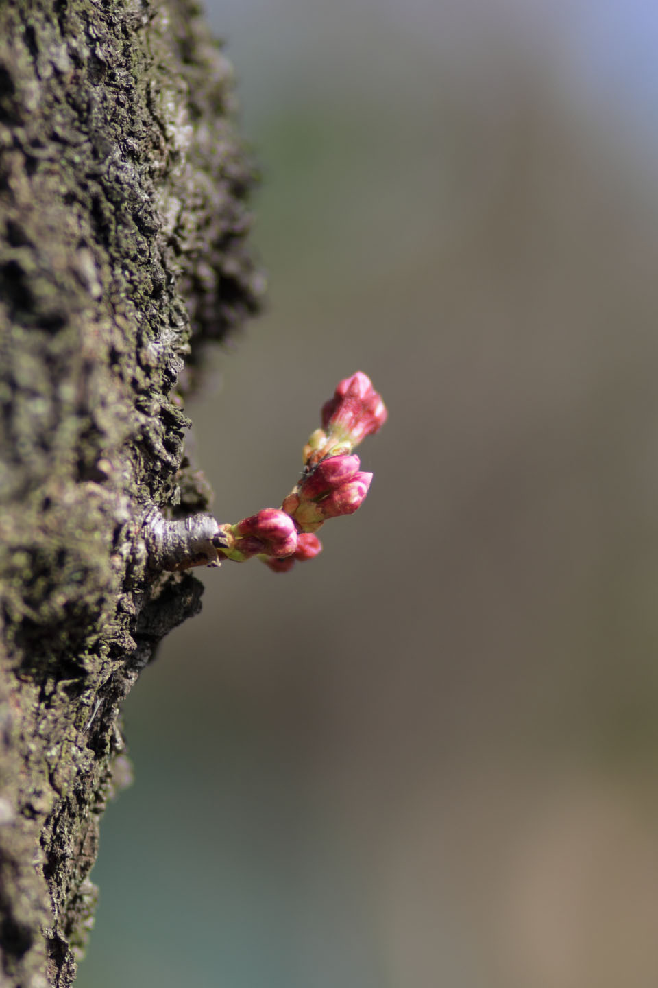 Canon EOS 60D + Canon EF100mm F2 USM