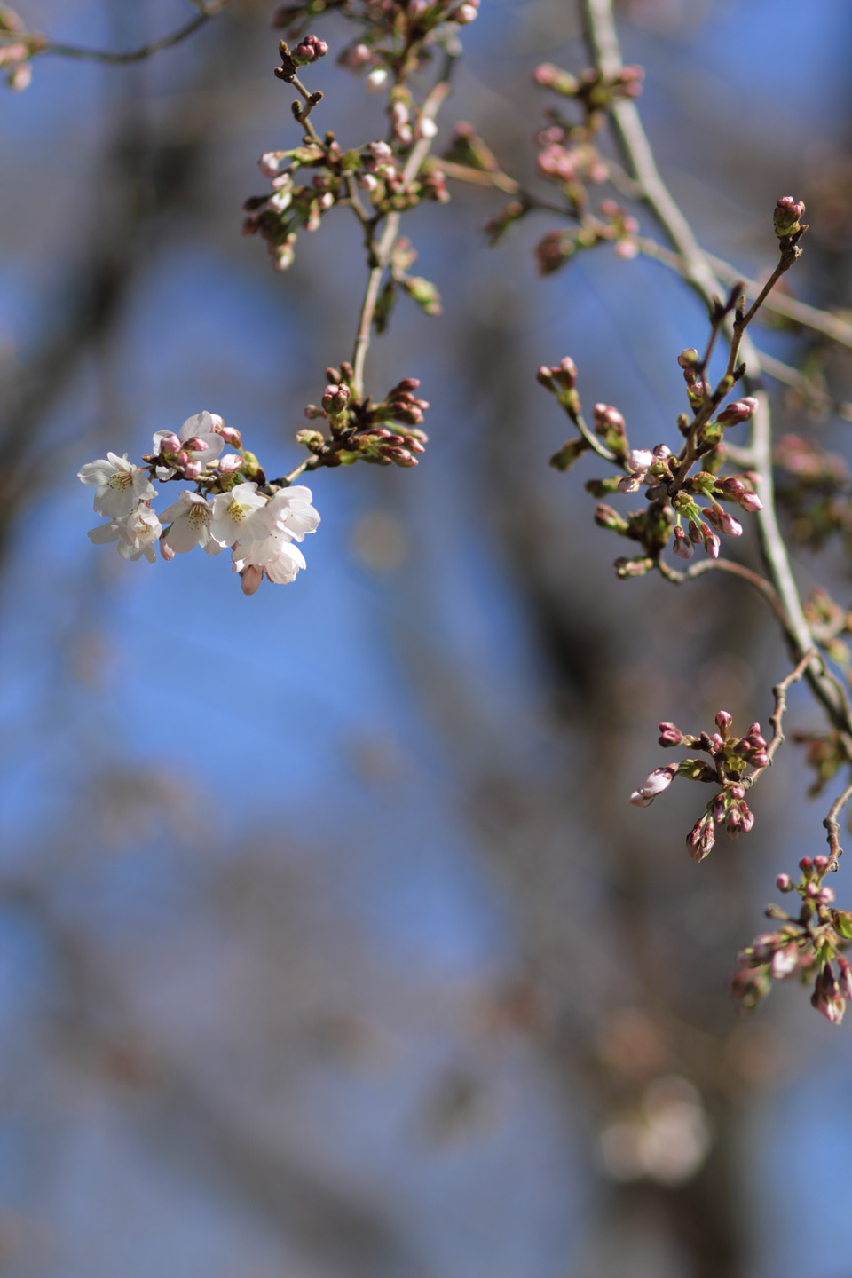 Canon EOS 60D + Canon EF100mm F2 USM