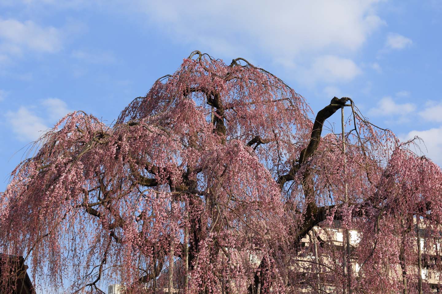 Canon EOS 60D + Canon EF50mm F1.4 USM