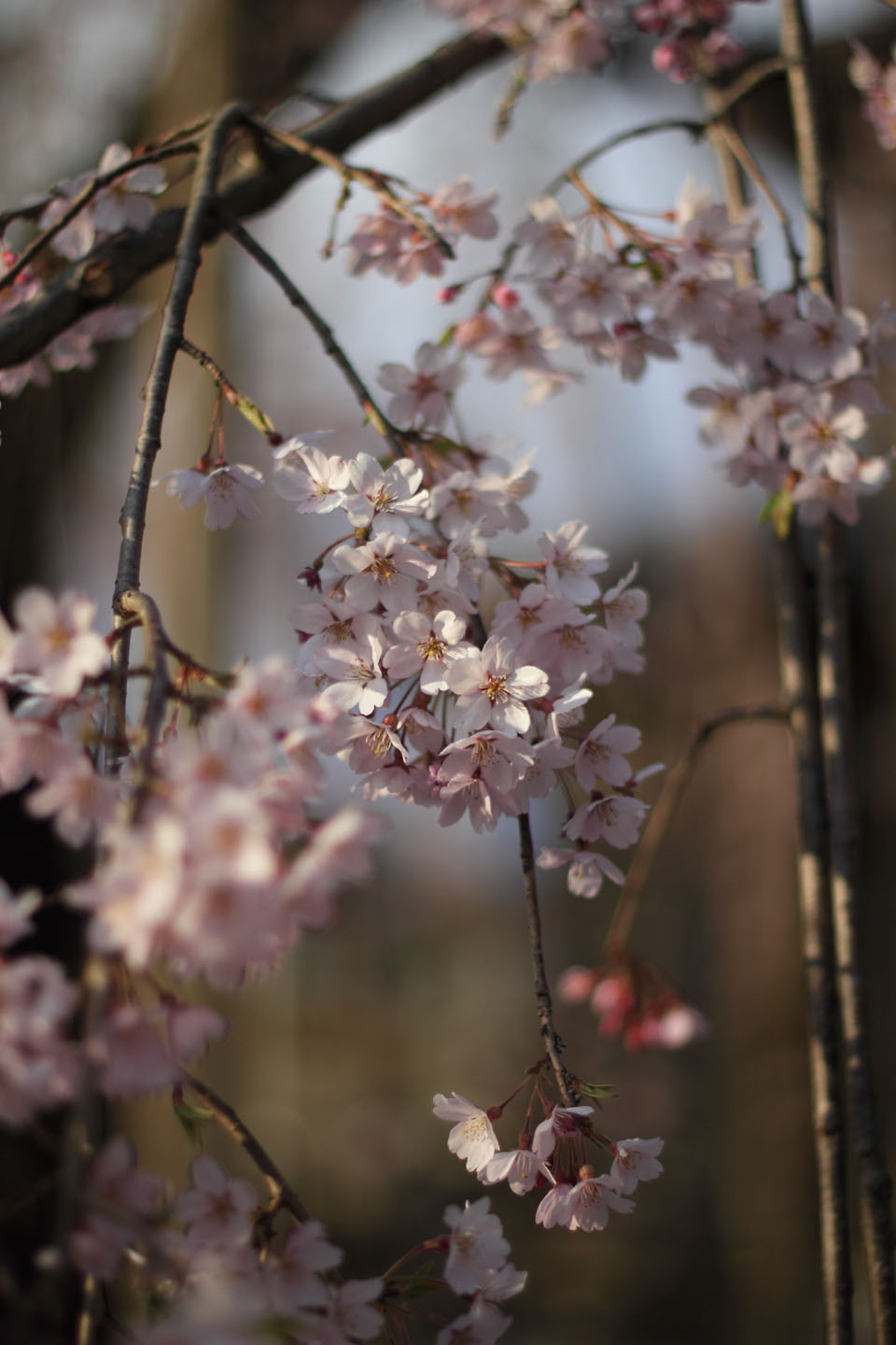 Canon EOS 60D + Canon EF50mm F1.4 USM