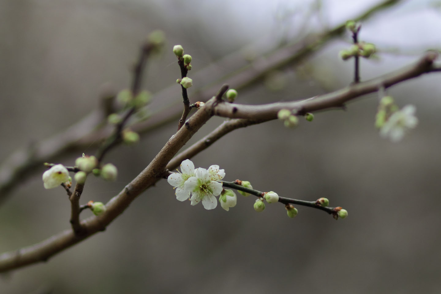 Canon EOS 60D + Canon EF100mm F2 USM