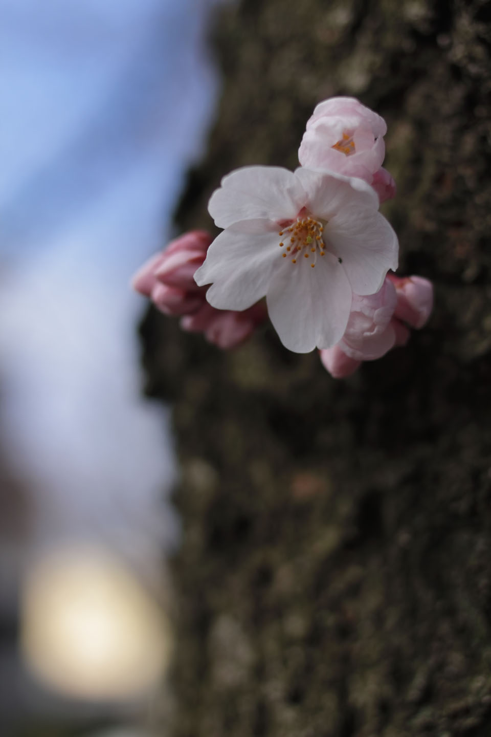 Canon EOS 60D + Canon EF35mm F2