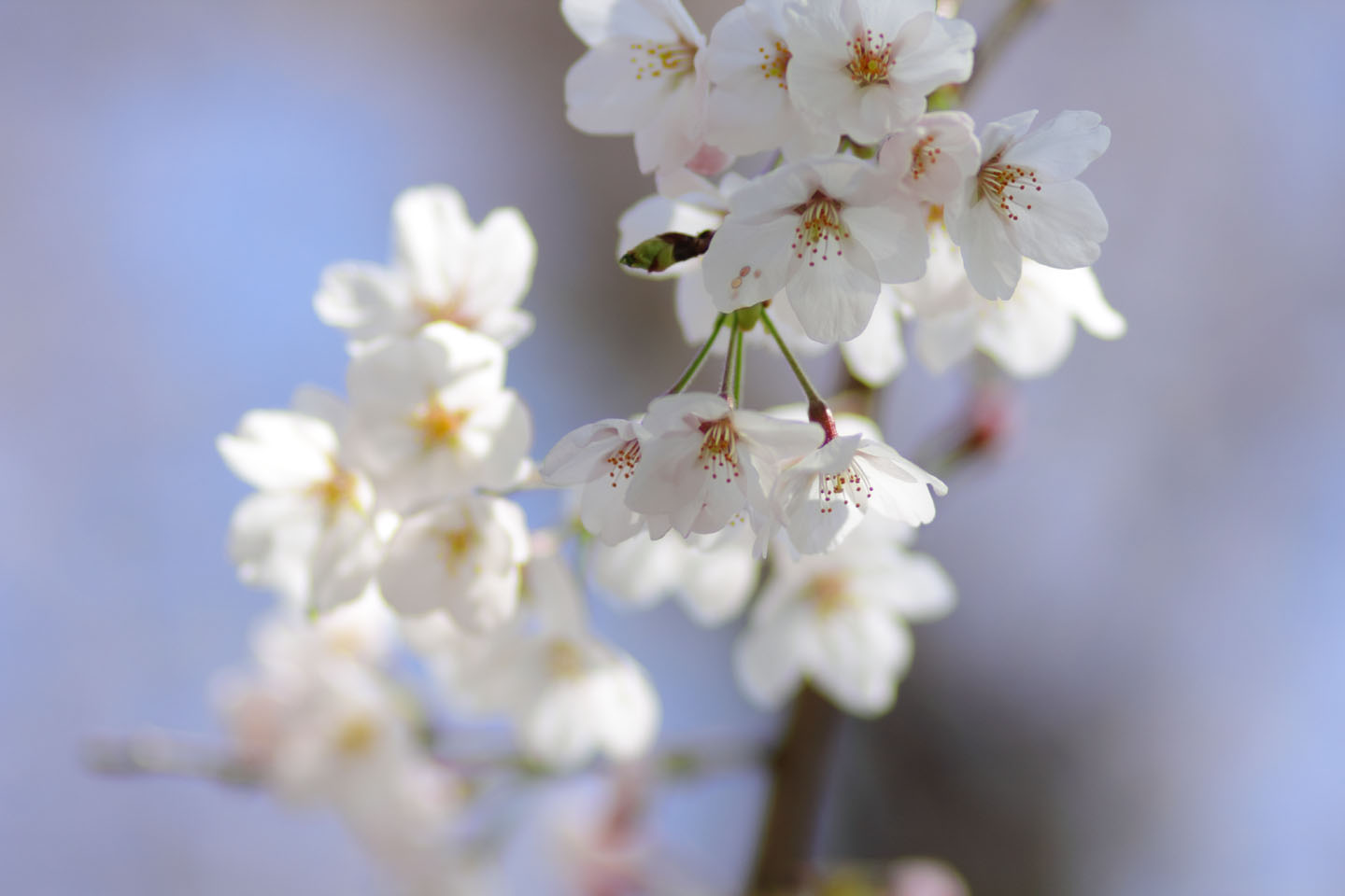 Canon EOS 60D + Canon EF100mm F2 USM