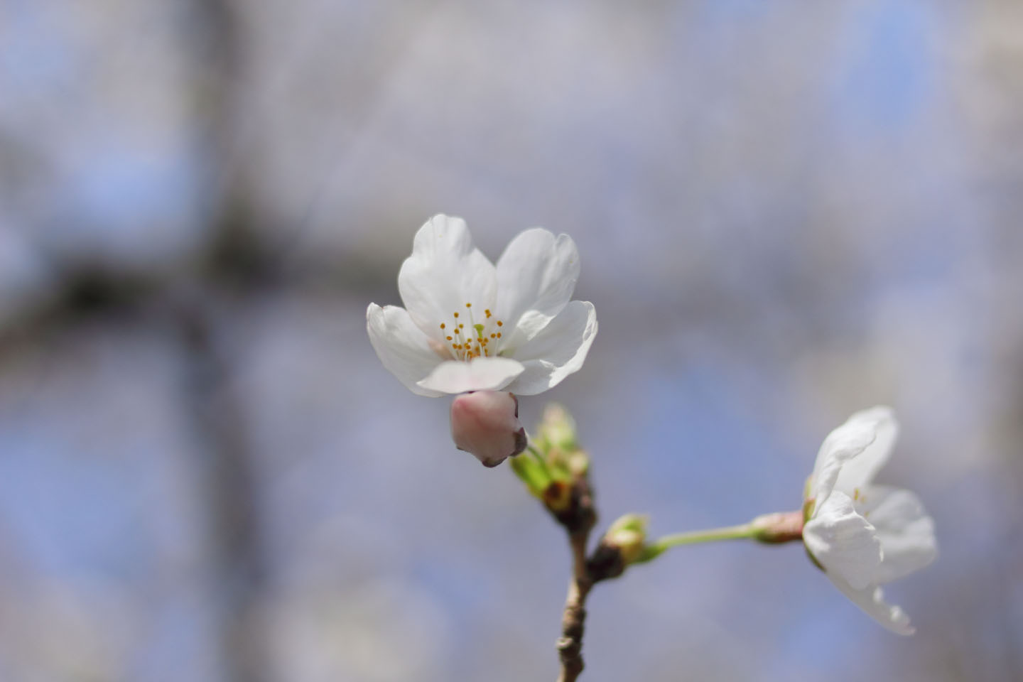 Canon EOS 60D + Canon EF100mm F2 USM