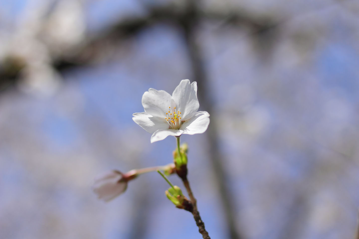 Canon EOS 60D + Canon EF100mm F2 USM