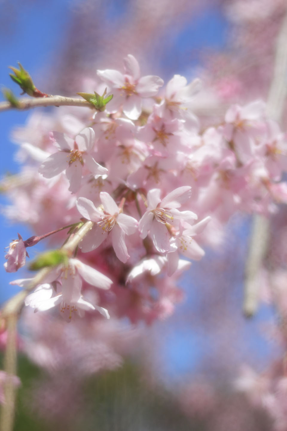 Canon EOS 60D + Canon EF35mm F2 + Kenko SOFTON II [B]