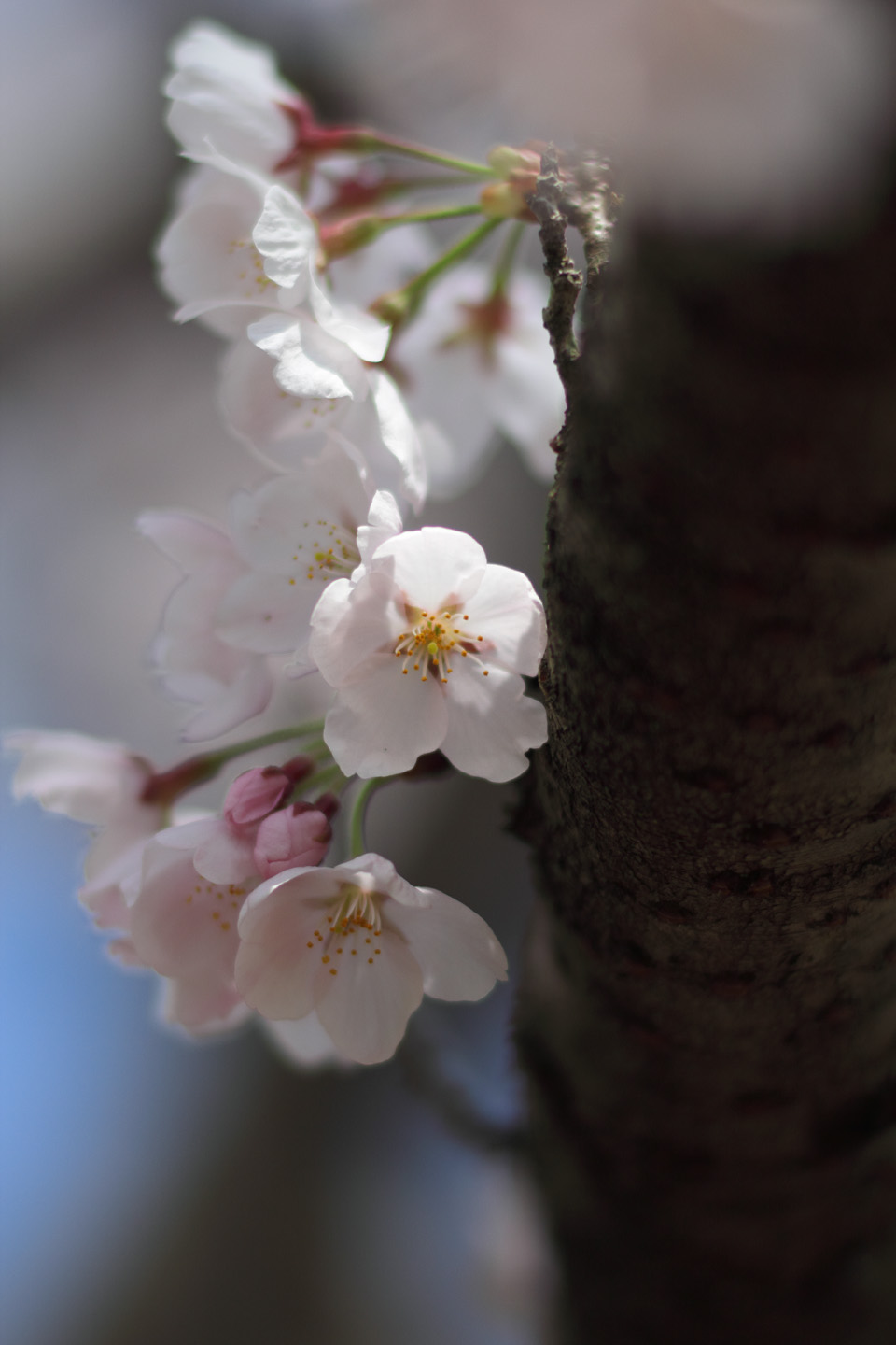 Canon EOS 60D + Canon EF100mm F2 USM + Extension Tube EF12II