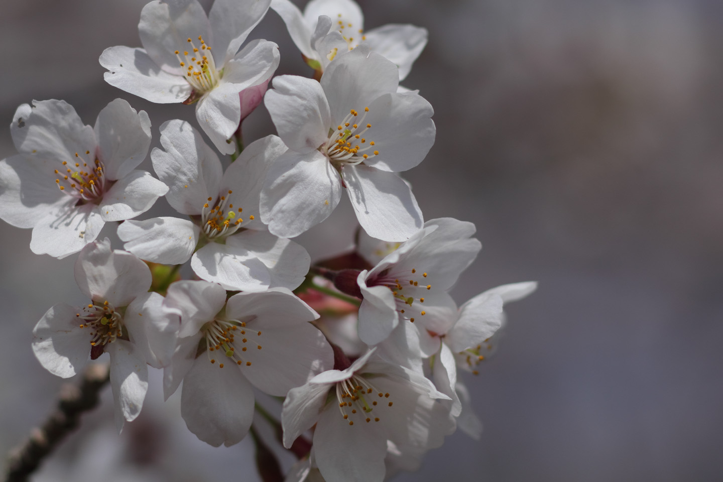 Canon EOS 60D + Canon EF100mm F2 USM + Extension Tube EF12II