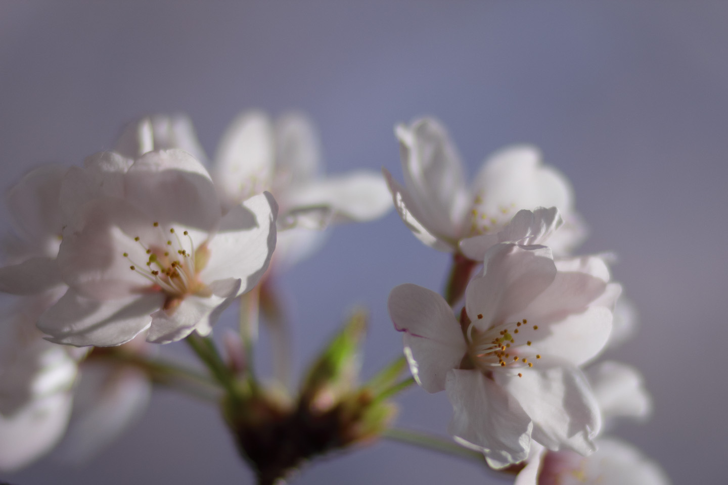 Canon EOS 60D + Canon EF100mm F2 USM + Extension Tube EF12II