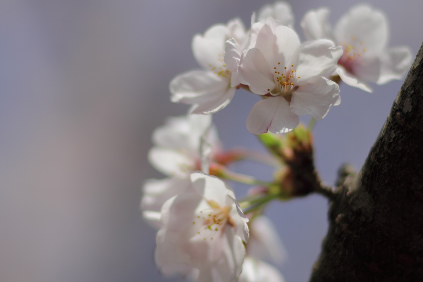 Canon EOS 60D + Canon EF100mm F2 USM + Extension Tube EF12II