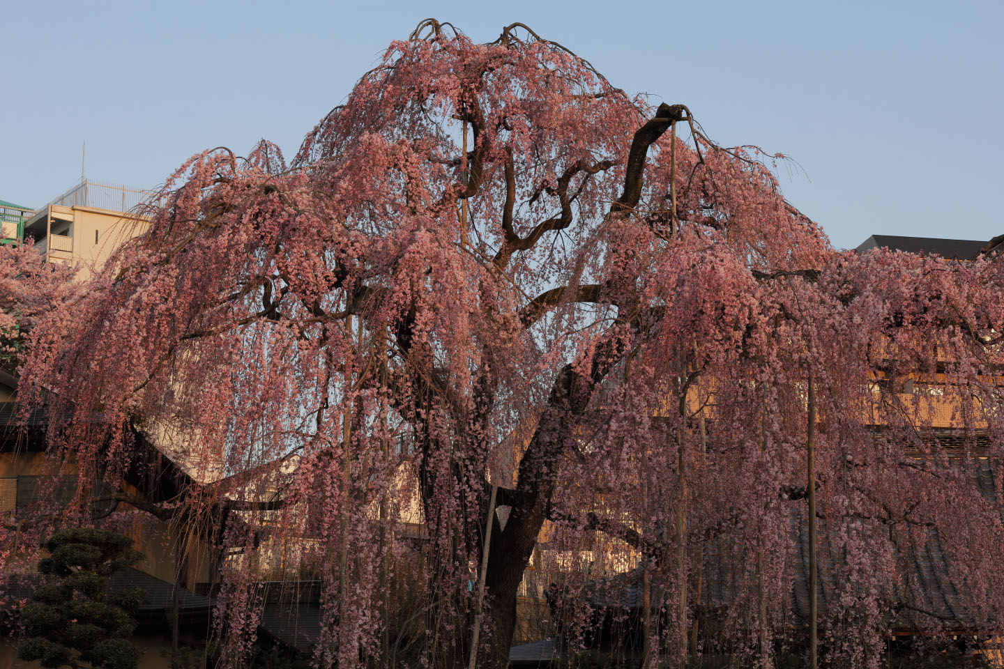 Canon EOS 60D + Canon EF50mm F1.4 USM