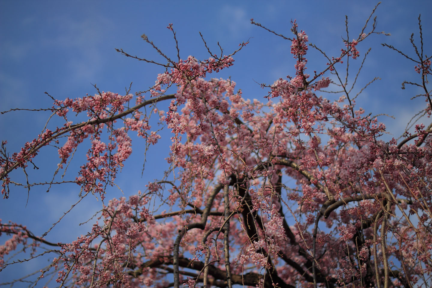 Canon EOS 60D + Canon EF50mm F1.4 USM