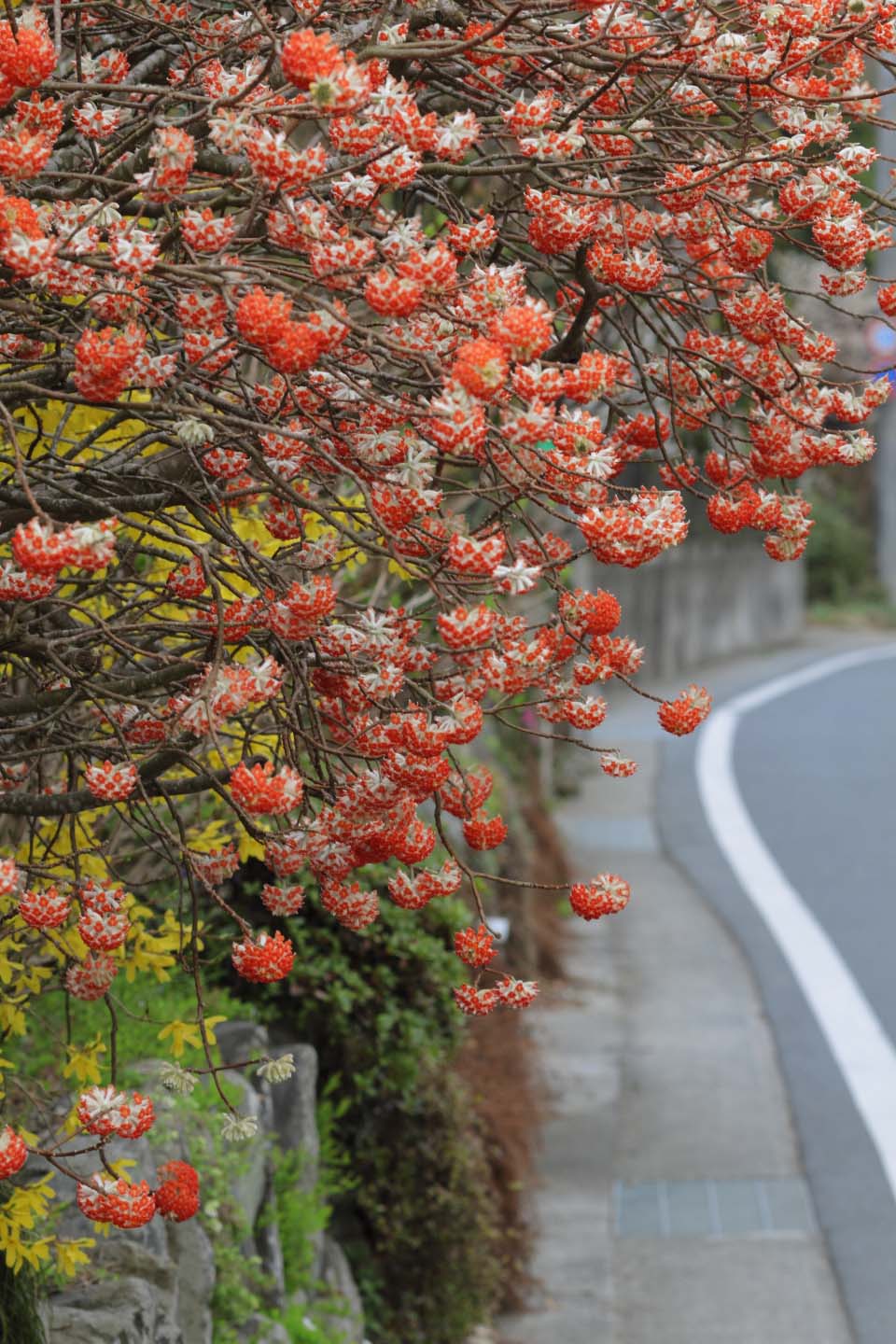 Canon EOS 60D + Canon EF100mm F2 USM