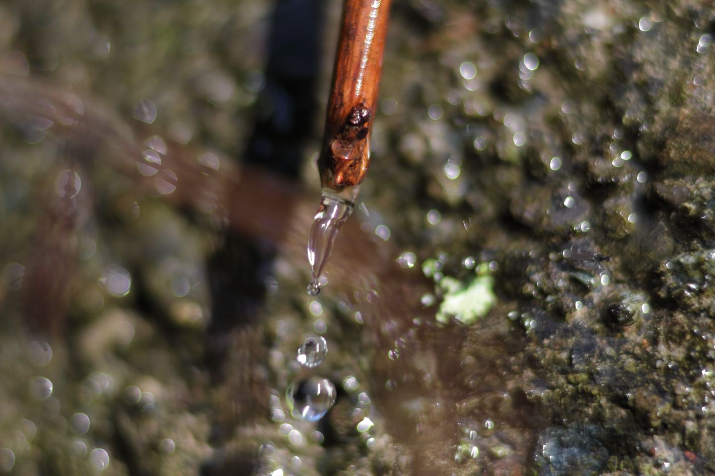 Canon EOS 60D + Canon EF100mm F2 USM + Extension Tube EF25II