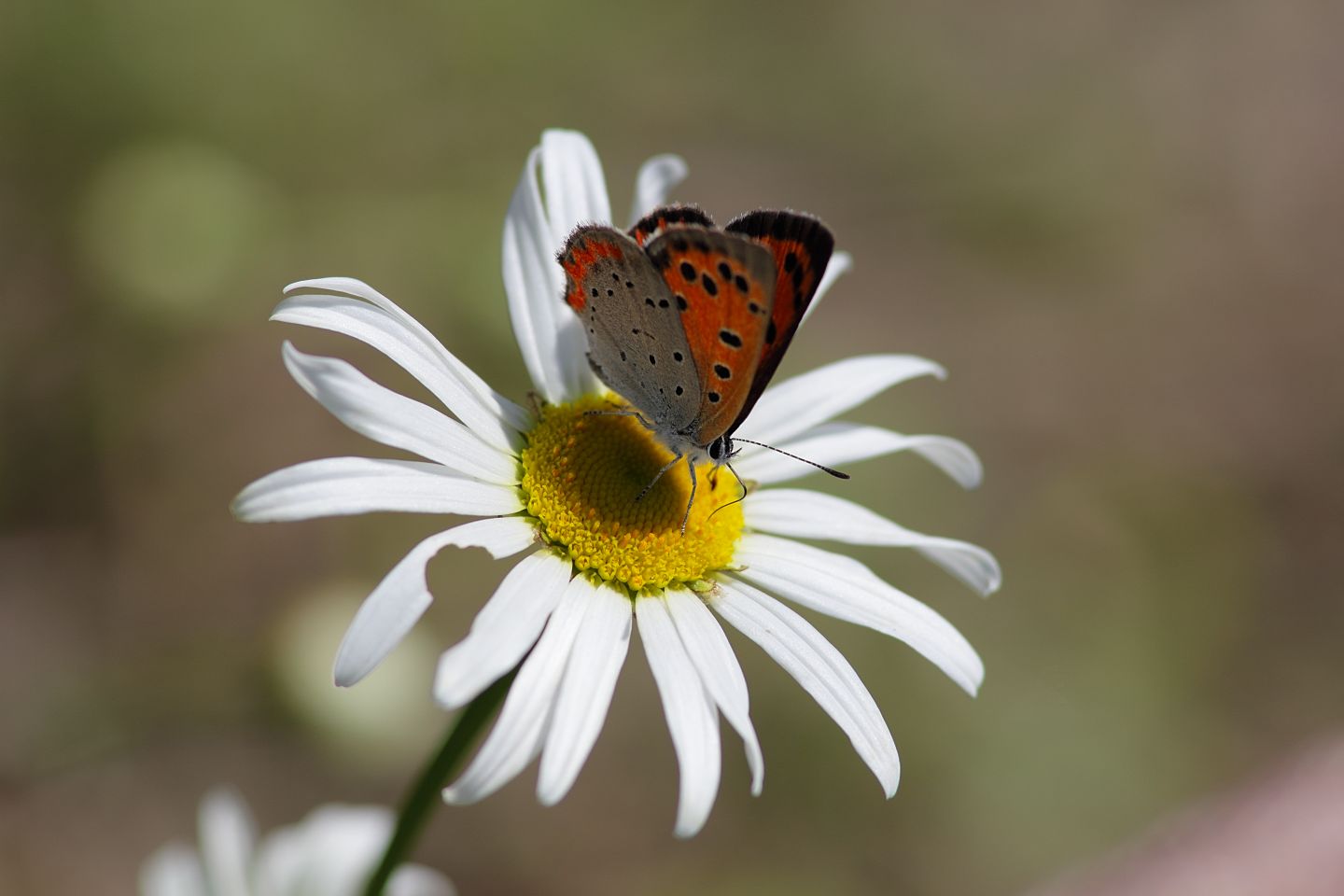 Canon EOS 60D + Canon EF100mm F2 USM + Extension Tube EF12II